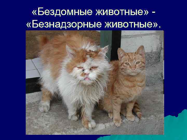  «Бездомные животные» «Безнадзорные животные» . 