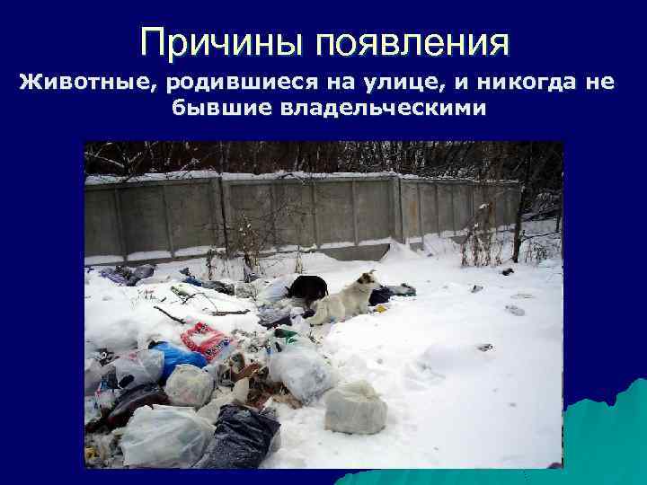 Причины появления Животные, родившиеся на улице, и никогда не бывшие владельческими 