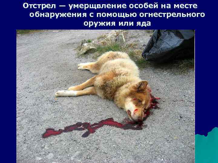Отстрел — умерщвление особей на месте обнаружения с помощью огнестрельного оружия или яда 