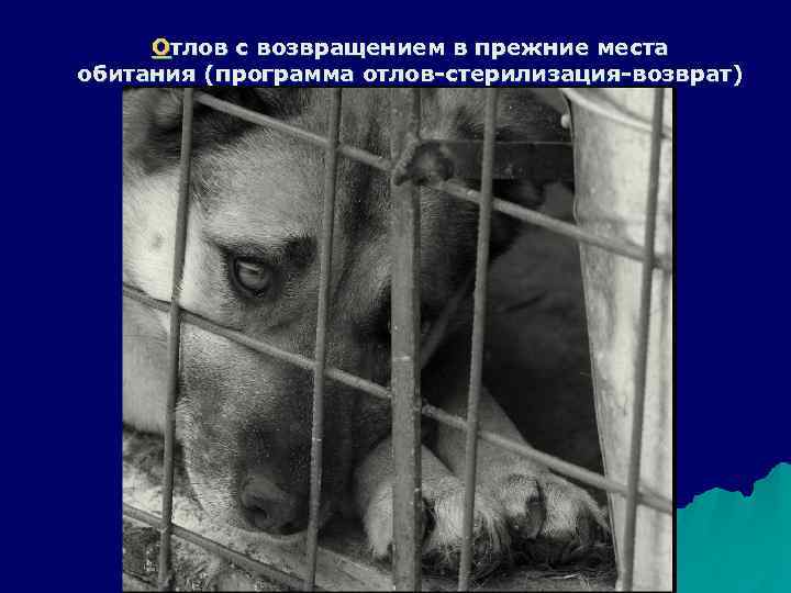  Отлов с возвращением в прежние места обитания (программа отлов-стерилизация-возврат) 