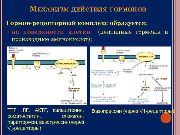 МЕХАНИЗМ ДЕЙСТВИЯ ГОРМОНОВ Гормон-рецепторный комплекс образуется: v на поверхности клетки (пептидные гормоны и производные