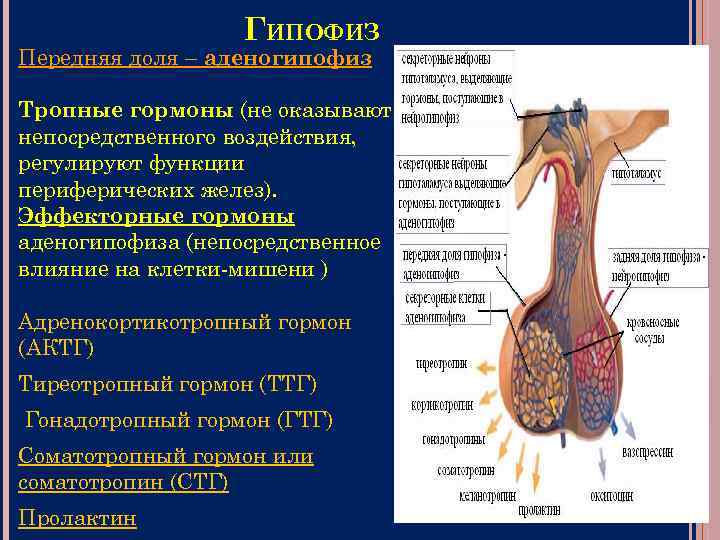 ОСНОВЫ ГУМОРАЛЬНОЙ РЕГУЛЯЦИИ ФИЗИОЛОГИЯ ЖЕЛЕЗ ВНУТРЕННЕЙСЕКРЕЦИИ