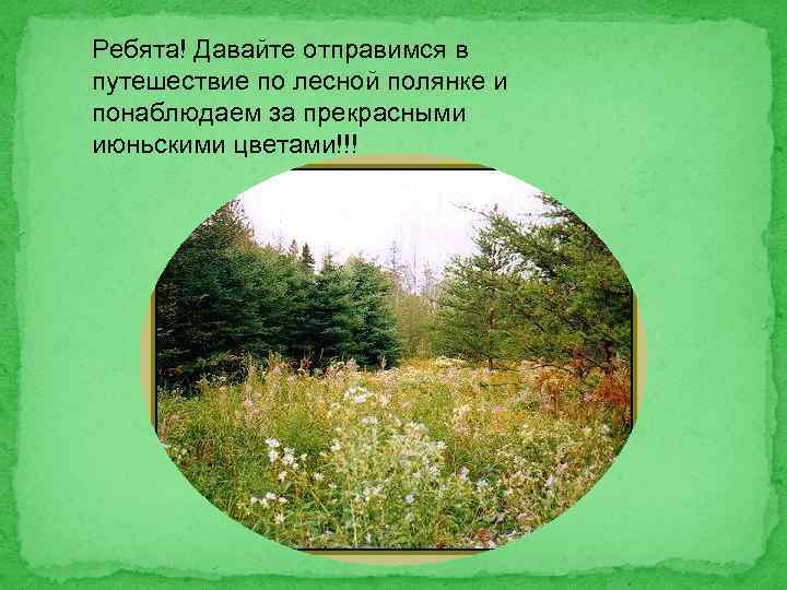 Ребята! Давайте отправимся в путешествие по лесной полянке и понаблюдаем за прекрасными июньскими цветами!!!