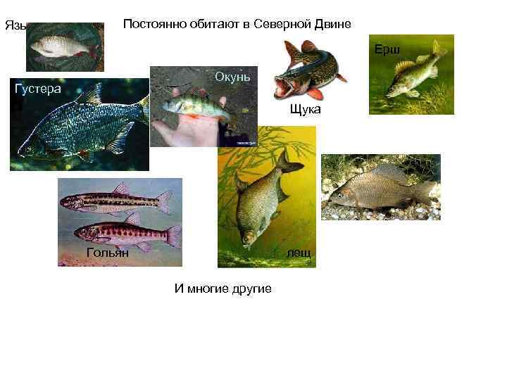 Язь Постоянно обитают в Северной Двине Ерш Окунь Густера Щука Карась Гольян лещ И