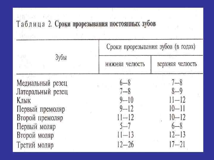 Периоды роста челюстей