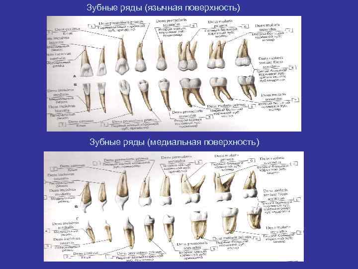 Высота нижних резцов