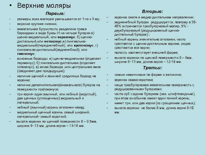 • Верхние моляры Первые: - - размеры всех моляров уменьшаются от 1 -го