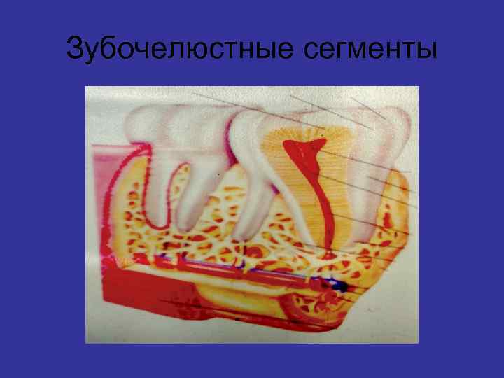 Зубочелюстные сегменты 