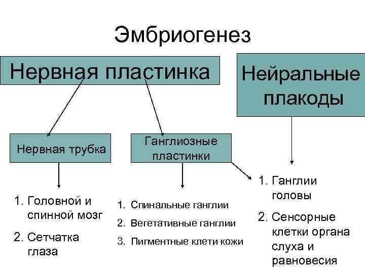 Эмбриогенез Нервная пластинка Нервная трубка Нейральные плакоды Ганглиозные пластинки 1. Головной и спинной мозг
