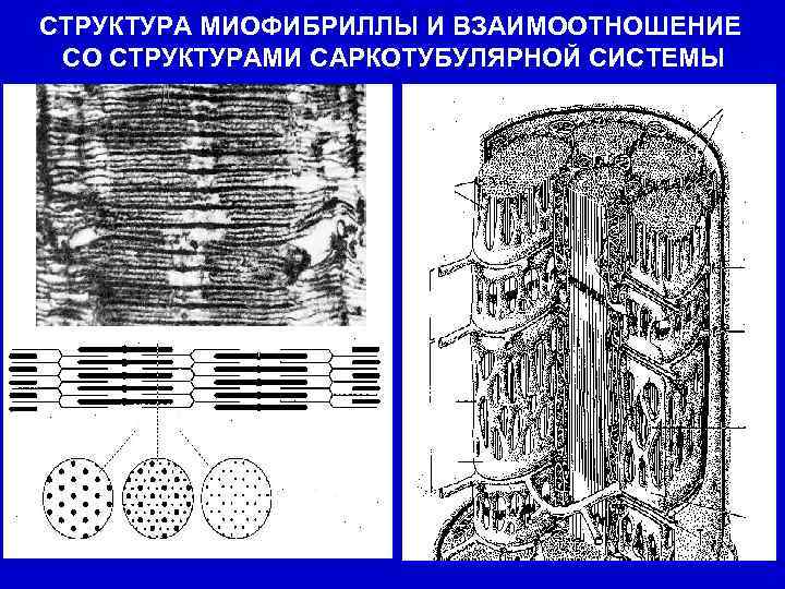 СТРУКТУРА МИОФИБРИЛЛЫ И ВЗАИМООТНОШЕНИЕ СО СТРУКТУРАМИ САРКОТУБУЛЯРНОЙ СИСТЕМЫ 