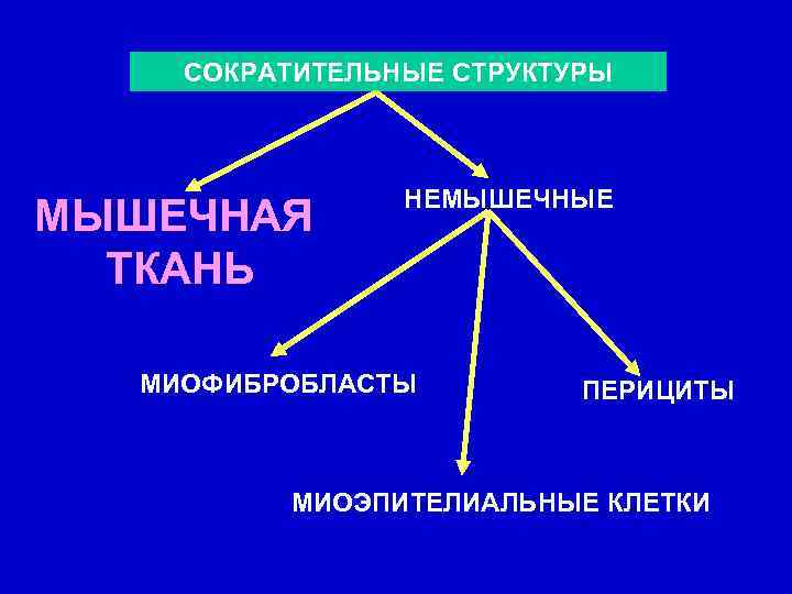 СОКРАТИТЕЛЬНЫЕ СТРУКТУРЫ МЫШЕЧНАЯ ТКАНЬ НЕМЫШЕЧНЫЕ МИОФИБРОБЛАСТЫ ПЕРИЦИТЫ МИОЭПИТЕЛИАЛЬНЫЕ КЛЕТКИ 