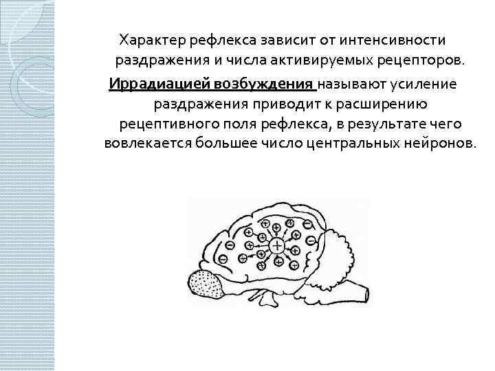 Характер рефлекса зависит от интенсивности раздражения и числа активируемых рецепторов. Иррадиацией возбуждения называют усиление
