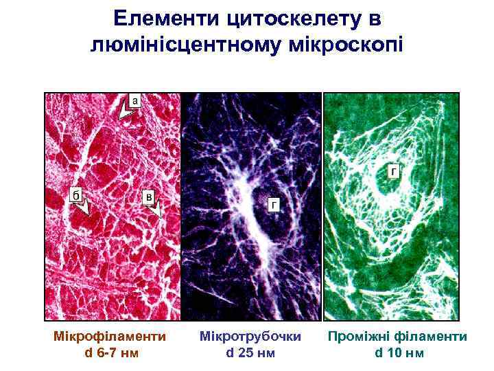Елементи цитоскелету в люмінісцентному мікроскопі Мікрофіламенти d 6 -7 нм Мікротрубочки d 25 нм