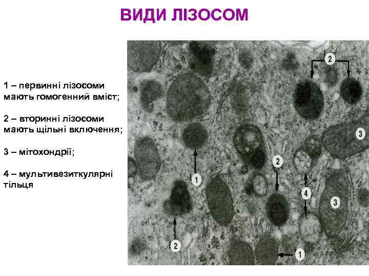 ВИДИ ЛІЗОСОМ 1 – первинні лізосоми мають гомогенний вміст; 2 – вторинні лізосоми мають