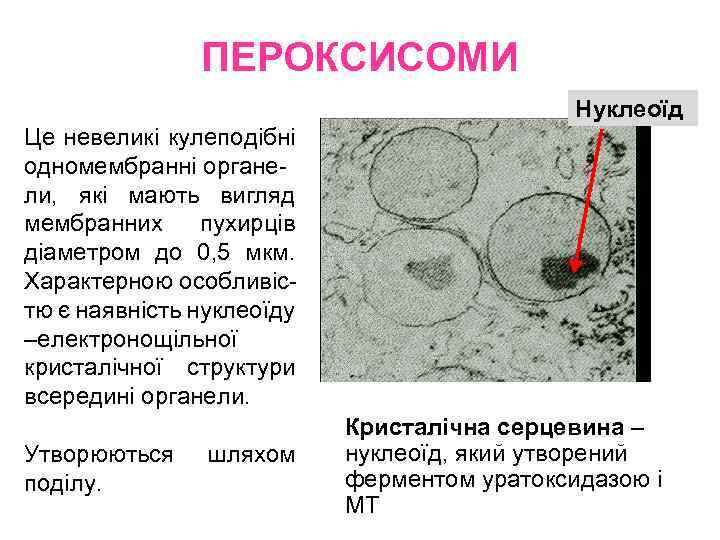ПЕРОКСИСОМИ Нуклеоїд Це невеликі кулеподібні одномембранні органели, які мають вигляд мембранних пухирців діаметром до