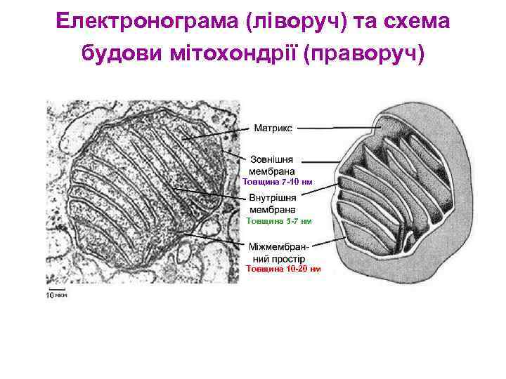 Електронограма (ліворуч) та схема будови мітохондрії (праворуч) Товщина 7 -10 нм Товщина 5 -7