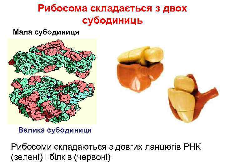 Рибосома складається з двох субодиниць Мала субодиниця Велика субодиниця Рибосоми складаються з довгих ланцюгів
