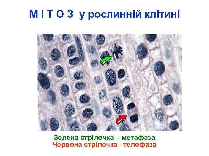 М І Т О З у рослинній клітині Зелена стрілочка – метафаза Червона стрілочка