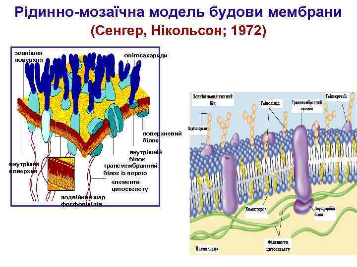 Рідинно-мозаїчна модель будови мембрани (Сенгер, Нікольсон; 1972) зовнішня поверхня олігосахариди поверхневий білок внутрішня поверхня
