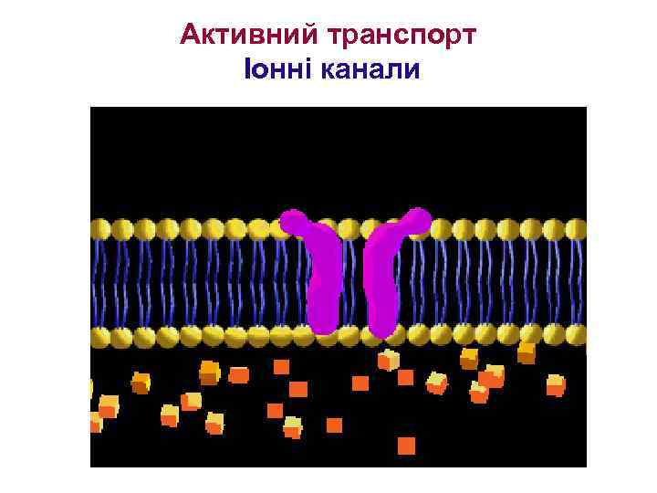Активний транспорт Іонні канали 