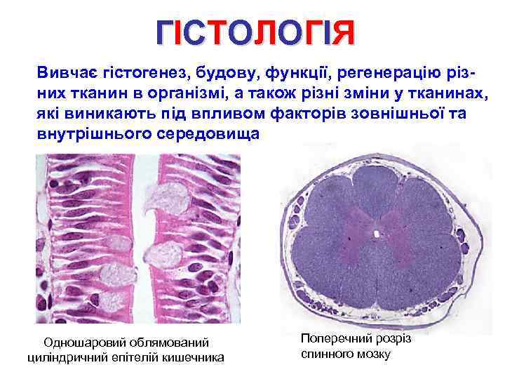 Г І СТ О Л О Г І Я Вивчає гістогенез, будову, функції, регенерацію