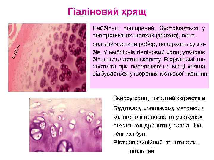 охр яст я Гіаліновий хрящ Найбільш поширений. Зустрічається у повітроносних шляхах (трахея), вентральній частини