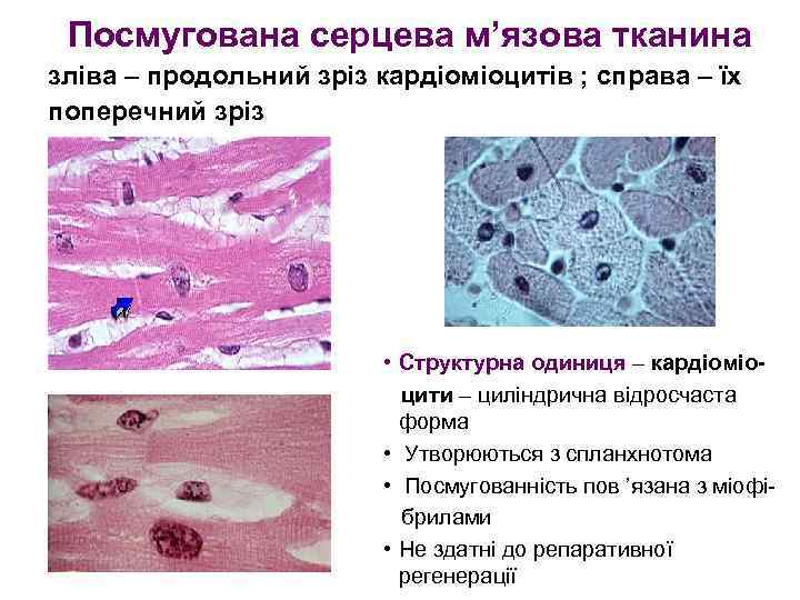 Посмугована серцева м’язова тканина зліва – продольний зріз кардіоміоцитів ; справа – їх поперечний
