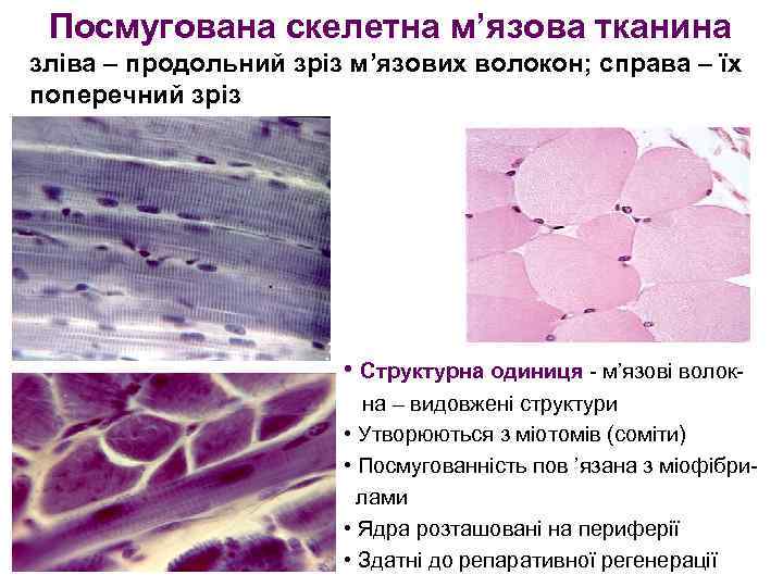 Посмугована скелетна м’язова тканина зліва – продольний зріз м’язових волокон; справа – їх поперечний
