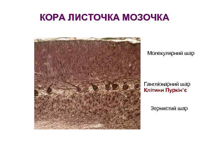 КОРА ЛИСТОЧКА МОЗОЧКА Молекулярний шар Гангліонарний шар Клітини Пуркін’є Зернистий шар 