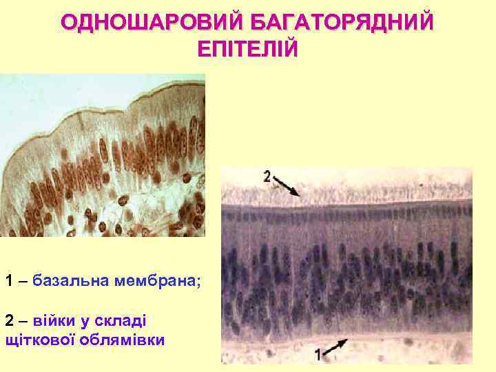 ОДНОШАРОВИЙ БАГАТОРЯДНИЙ ЕПІТЕЛІЙ 1 – базальна мембрана; 2 – війки у складі щіткової облямівки