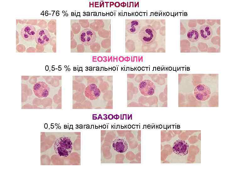 НЕЙТРОФІЛИ 46 -76 % від загальної кількості лейкоцитів ЕОЗИНОФІЛИ 0, 5 -5 % від