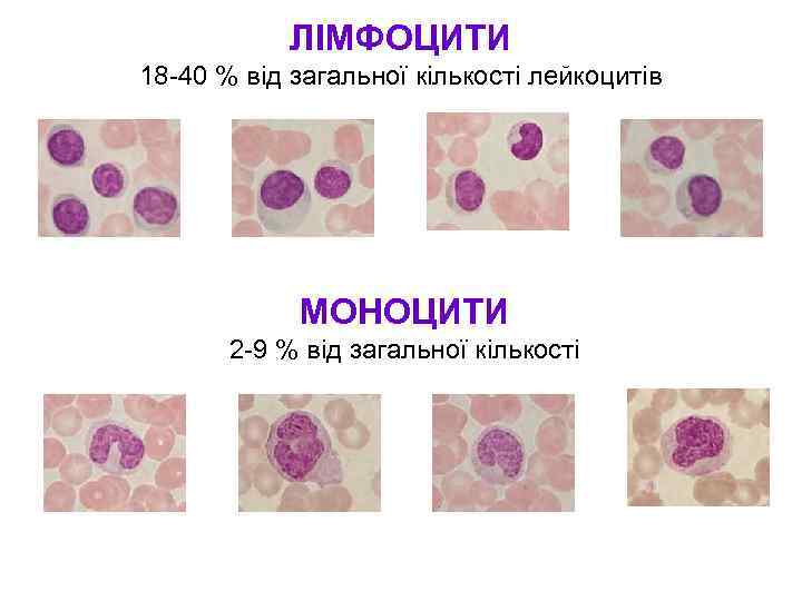 ЛІМФОЦИТИ 18 -40 % від загальної кількості лейкоцитів МОНОЦИТИ 2 -9 % від загальної