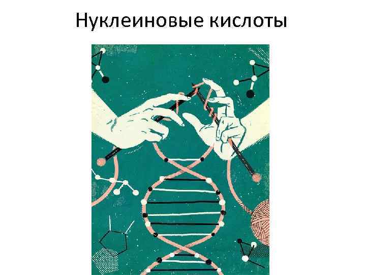 Нуклеиновые кислоты 