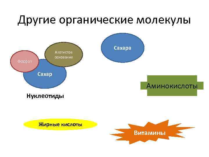 Другие органические молекулы Азотистое основание Фосфат Сахара Сахар Аминокислоты Нуклеотиды Жирные кислоты Витамины 