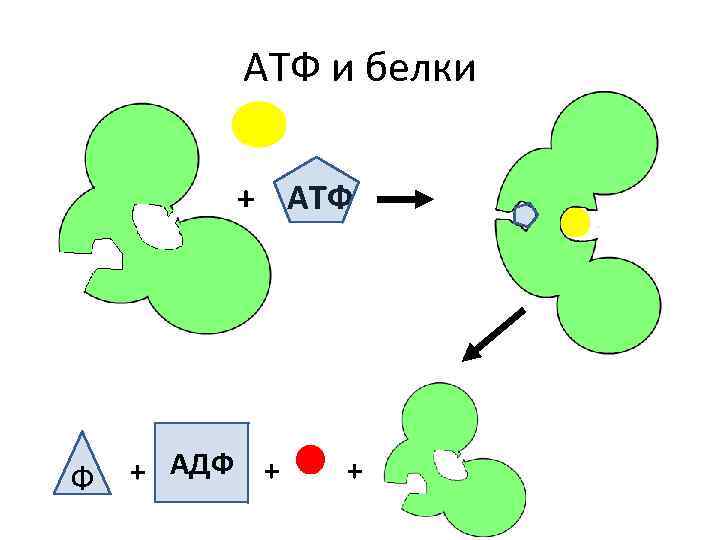 АТФ и белки + АТФ Ф + АДФ + + 