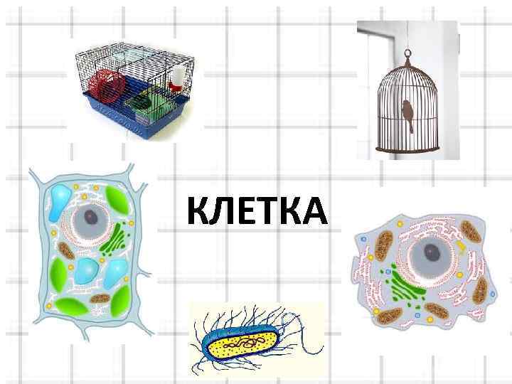 КЛЕТКА 
