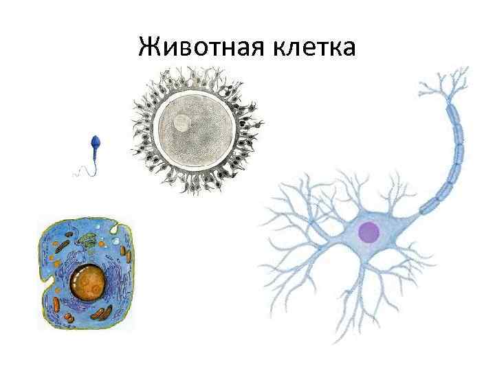 Животная клетка 