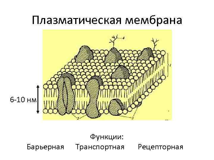 Вещества плазматической мембраны. Барьерная функция плазматической мембраны. Плазматическая мембрана строение и функции рисунок. Плазматическая мембрана зарисовка.