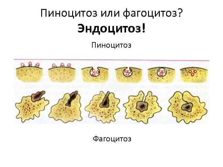 Фагоцитоз и пиноцитоз. Этапы фагоцитоза и пиноцитоза. Жидкостный пиноцитоз. Пиноцитоз и фагоцитоз схема. Процессы Фаго и пиноцитоза рисунок.