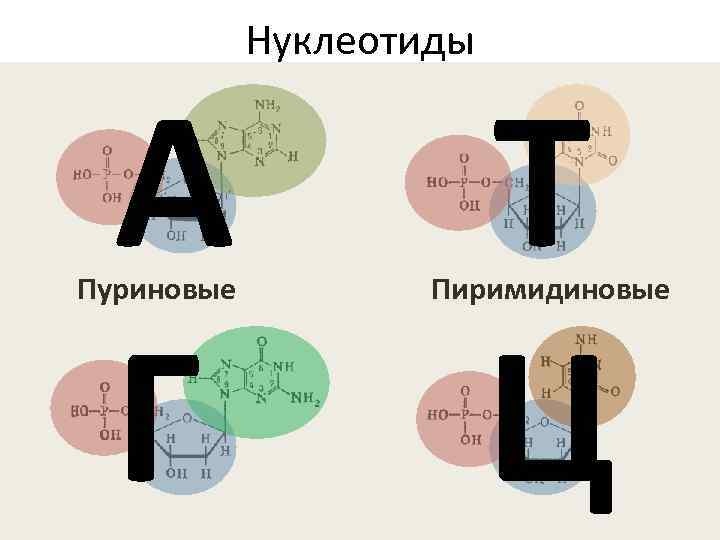 Расставьте подписи к изображениям формул азотистых оснований урацил тимин гуанин аденин цитозин