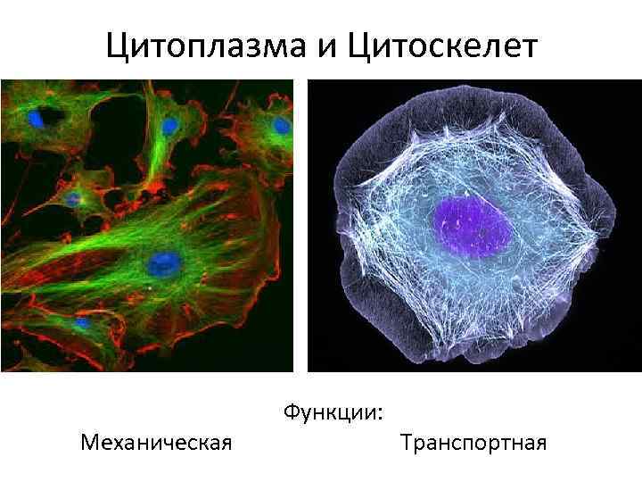 Цитоскелет функции