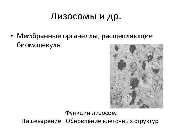 Лизосомы и др. • Мембранные органеллы, расщепляющие биомолекулы Функции лизосом: Пищеварение Обновление клеточных структур