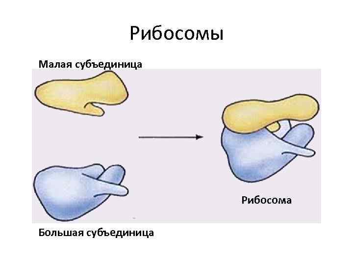 Сборка субъединиц рибосом происходит в