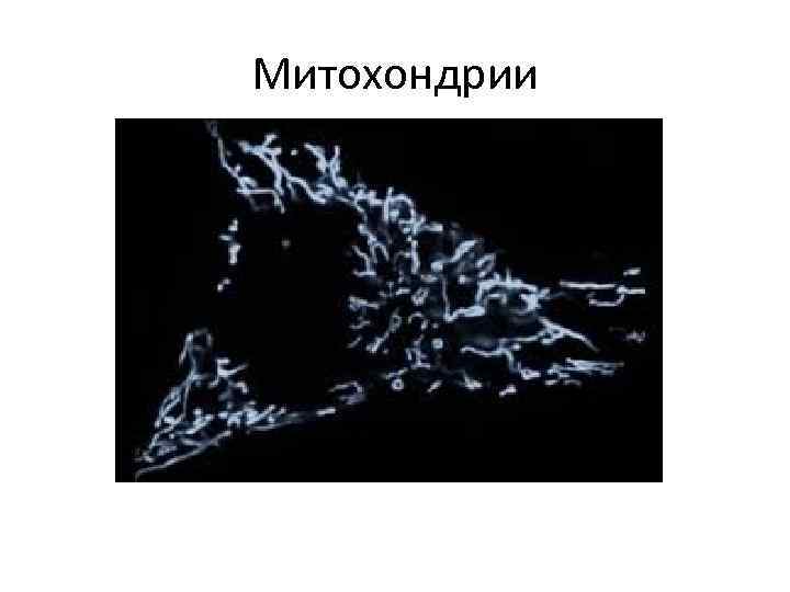 Митохондрии 