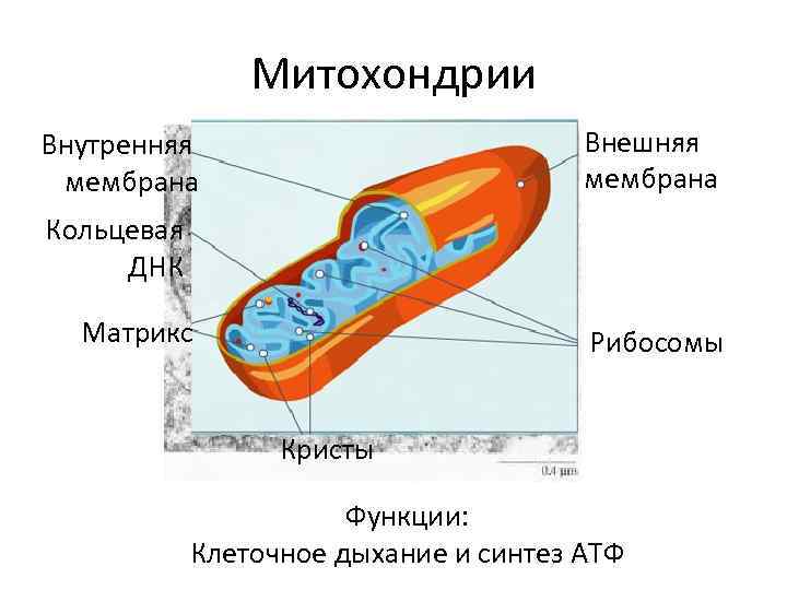 Митохондрии внутренняя мембрана образует граны