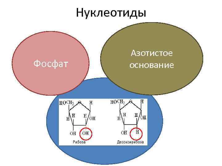 Нуклеотиды Фосфат Азотистое основание рибоза или Сахар дезоксирибоза 