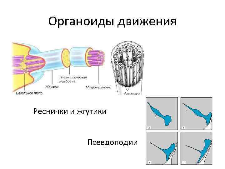 Органоиды движения Реснички и жгутики Псевдоподии 