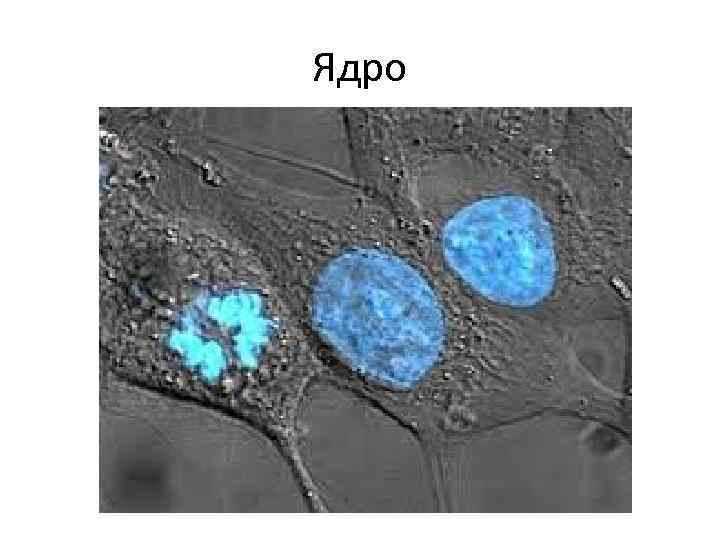 Ядро 