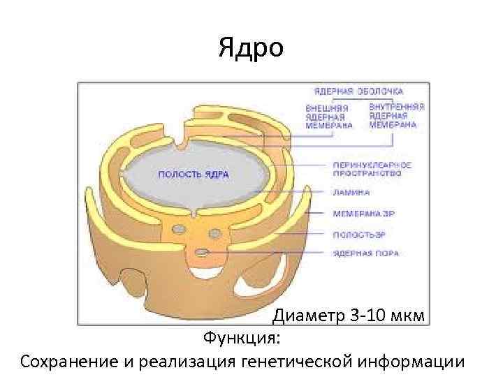Ядро Диаметр 3 -10 мкм Функция: Сохранение и реализация генетической информации 