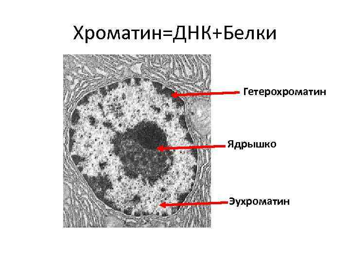 Образование хроматина